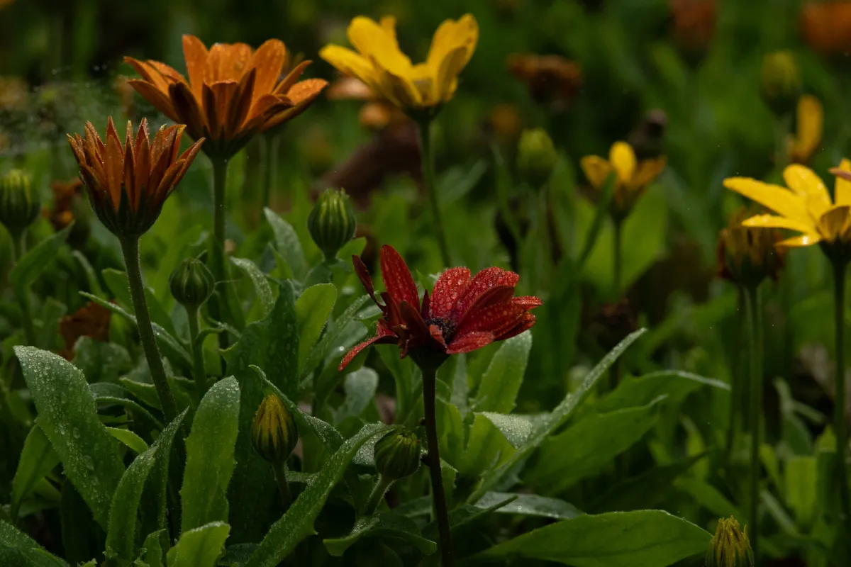 1/2500 • f/8 • ISO 1000 • 85 mm