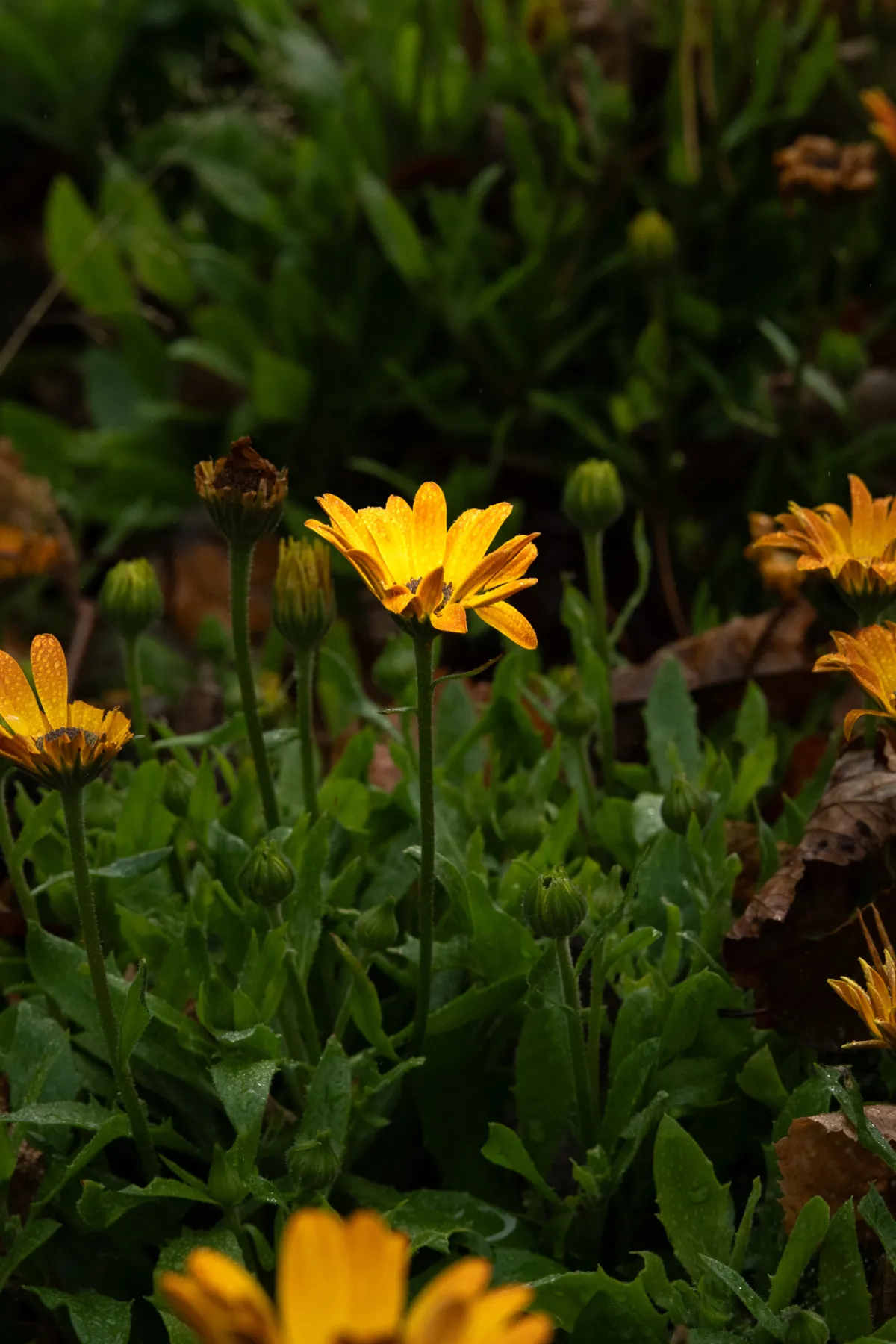 1/2500 • f/8 • ISO 1000 • 85 mm