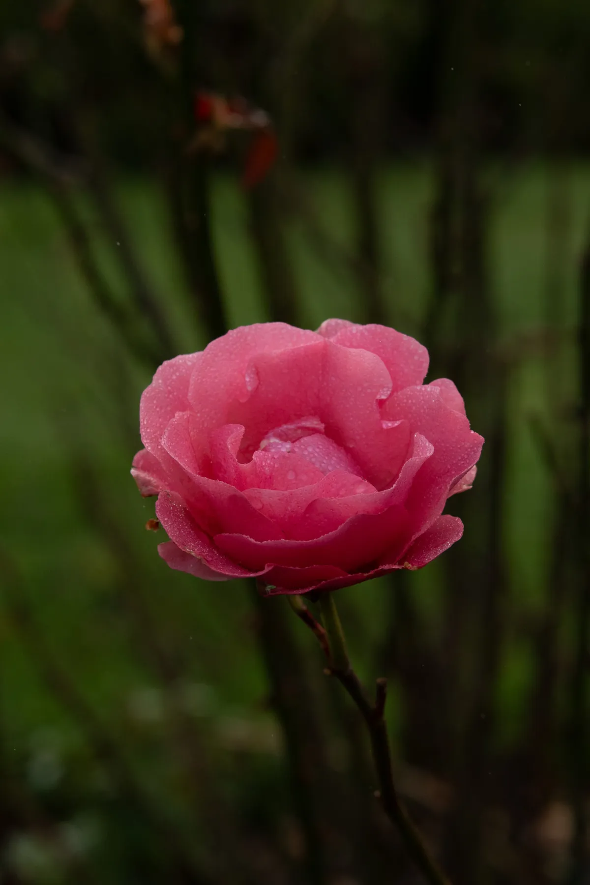 1/2000 • f/8 • ISO 1000 • 85 mm