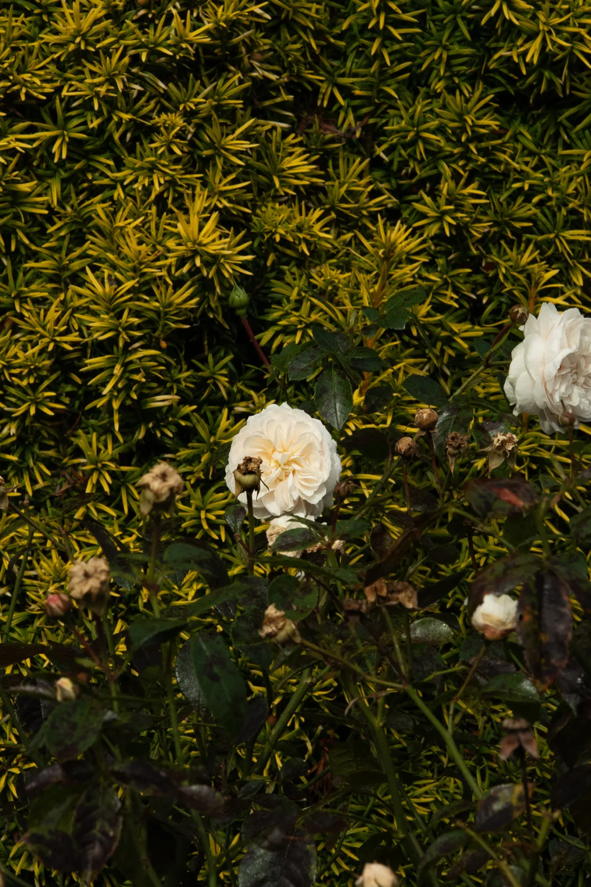 1/2000 • f/11 • ISO 1000 • 85 mm