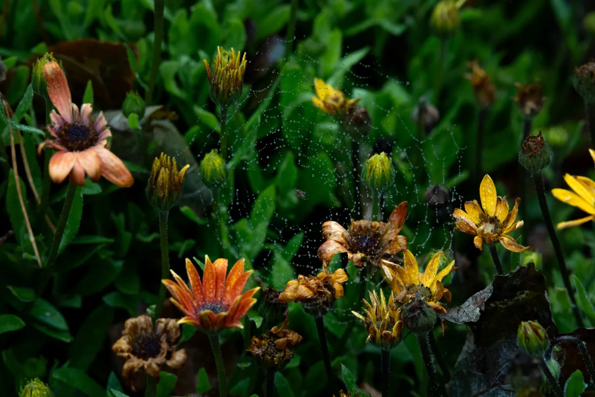 1/2500 • f/5.6 • ISO 1000 • 85 mm