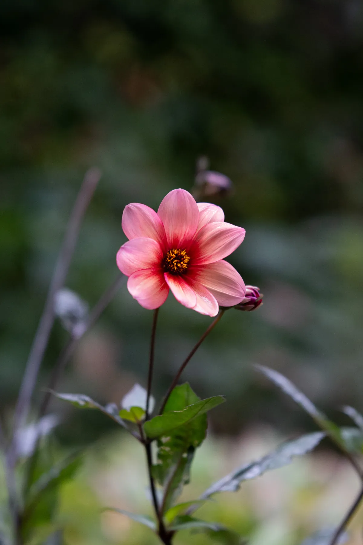 1/2000 • f/1.4 • ISO 2000 • 85 mm