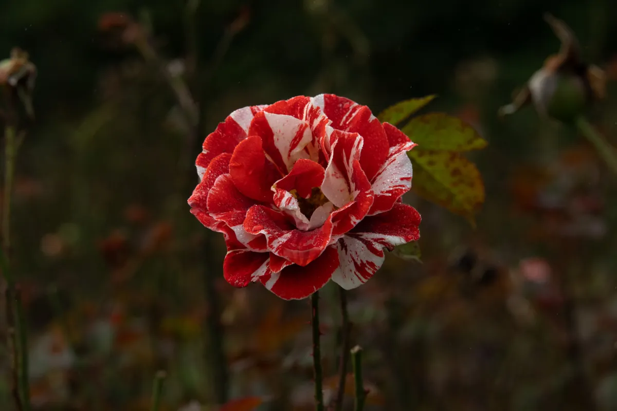 1/2000 • f/8 • ISO 1000 • 85 mm